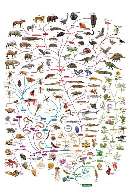 Click to Enlarge

Name: Charles-Darwin-tree-of-life-poster-600x885.jpg
Size: 182 KB