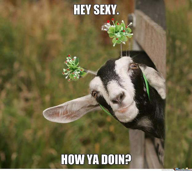 Click to Enlarge

Name: that-goat-is-hotter-than-my-girlfriend_o_1048936.jpg
Size: 127 KB
