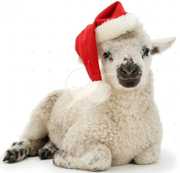 Click to Enlarge

Name: santa_sheep.jpg
Size: 455 KB