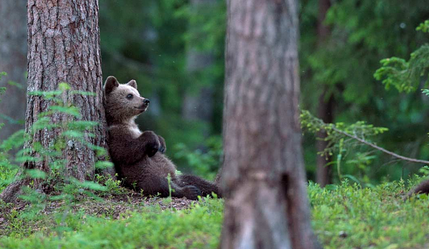 Click to Enlarge

Name: resting brown bear.png
Size: 1.5 MB