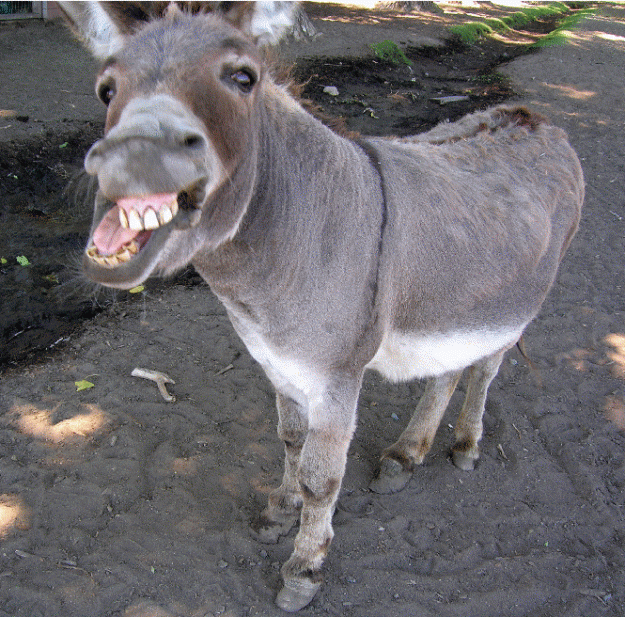 Click to Enlarge

Name: donkey.gif
Size: 336 KB