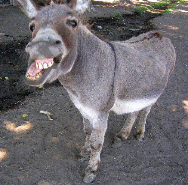 Click to Enlarge

Name: donkey.gif
Size: 336 KB
