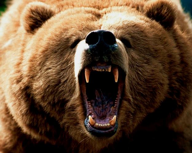 Click to Enlarge

Name: grizzly-bear-roar.jpg
Size: 667 KB