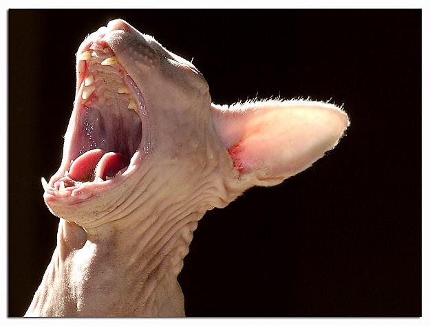 Click to Enlarge

Name: Sphinx Yawning.jpg
Size: 198 KB