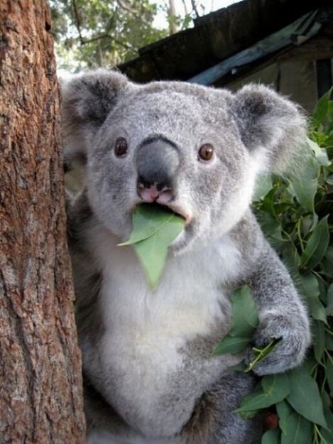 Click to Enlarge

Name: koala with fooda.jpg
Size: 116 KB
