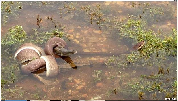 Click to Enlarge

Name: Snake.JPG
Size: 111 KB