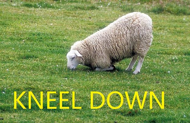 Click to Enlarge

Name: Sheep kneeling.jpg
Size: 222 KB
