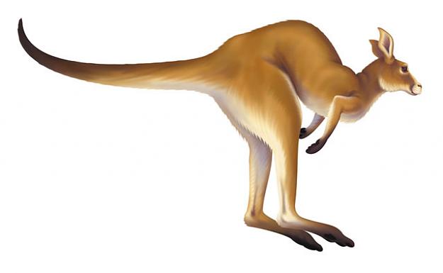 Click to Enlarge

Name: kangaroo-jumping.jpg
Size: 19 KB