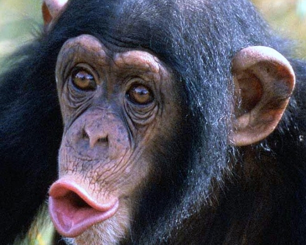 Click to Enlarge

Name: hooting-chimp.jpg
Size: 119 KB