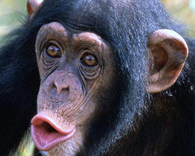 Click to Enlarge

Name: hooting-chimp.jpg
Size: 119 KB