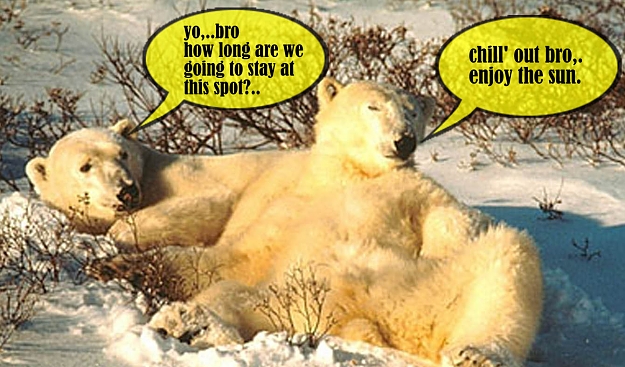 Click to Enlarge

Name: chill bear.jpg
Size: 147 KB