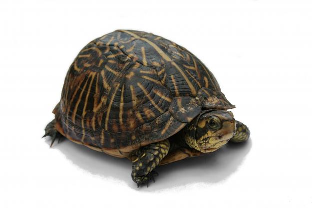 Click to Enlarge

Name: Florida_Box_Turtle_Digon3_re-edited.jpg
Size: 1.3 MB