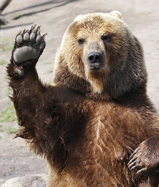 Click to Enlarge

Name: Brown bear (female) and its children play with a ball in Kamchatka Peninsula, Russia.jpg
Size: 102 KB
