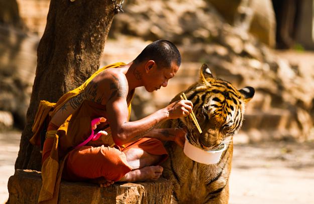 Click to Enlarge

Name: monk-and-tiger-sharing-their-meal-by-wojtek-kalka.jpg
Size: 839 KB