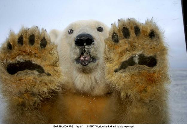 Click to Enlarge

Name: Still-from-the-Disneynature-film-EARTH.-Polar-bear-with-paws-up-against-window-Ph-Steven-Kazlows.jpg
Size: 209 KB