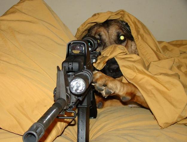 Click to Enlarge

Name: sniper-dog.jpg
Size: 74 KB