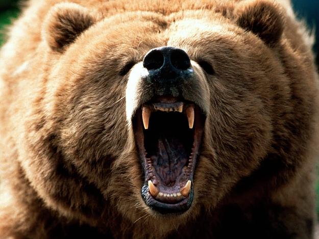 Click to Enlarge

Name: most-dangerous-bear-grizzly.jpg
Size: 142 KB