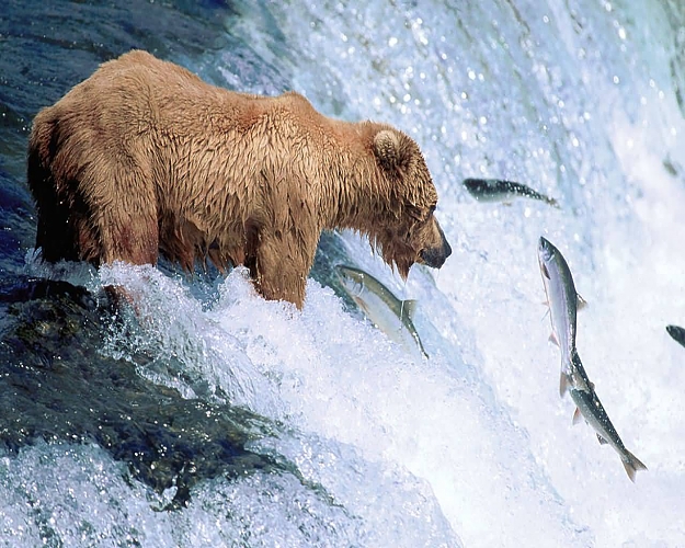 Click to Enlarge

Name: Grizzly_Bear_Gone_Fishing-1280x1024.jpg
Size: 137 KB