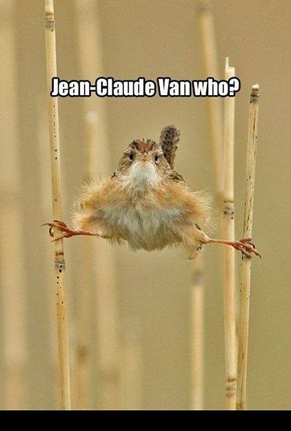 Click to Enlarge

Name: funny-pictures-bird-splits-jean-claude-who.jpg
Size: 87 KB