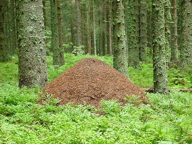 Click to Enlarge

Name: anthill.jpg
Size: 317 KB