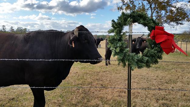 Click to Enlarge

Name: Christmas Cows 2014 2.jpg
Size: 669 KB