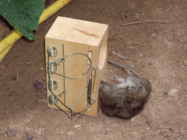 Click to Enlarge

Name: 800px-Rat_caught_in_a_rat_trap.jpg
Size: 105 KB