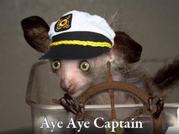 Click to Enlarge

Name: aye-aye-captain.jpg
Size: 54 KB