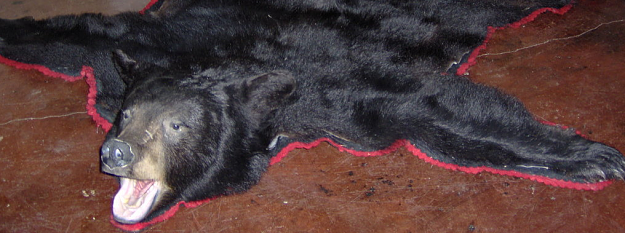 Click to Enlarge

Name: Bear Rug.png
Size: 842 KB