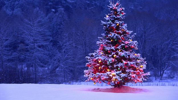 Click to Enlarge

Name: tumblr_static_decorated-christmas-tree.jpg
Size: 563 KB
