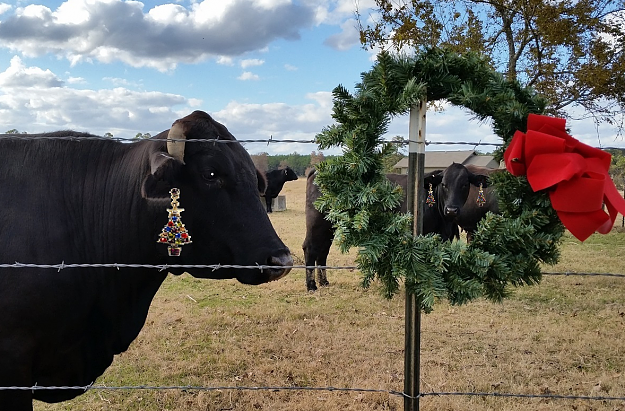 Click to Enlarge

Name: Christmas Cows 2014 7.png
Size: 1.9 MB