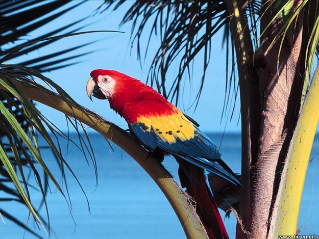Click to Enlarge

Name: parrot-5.jpg
Size: 144 KB