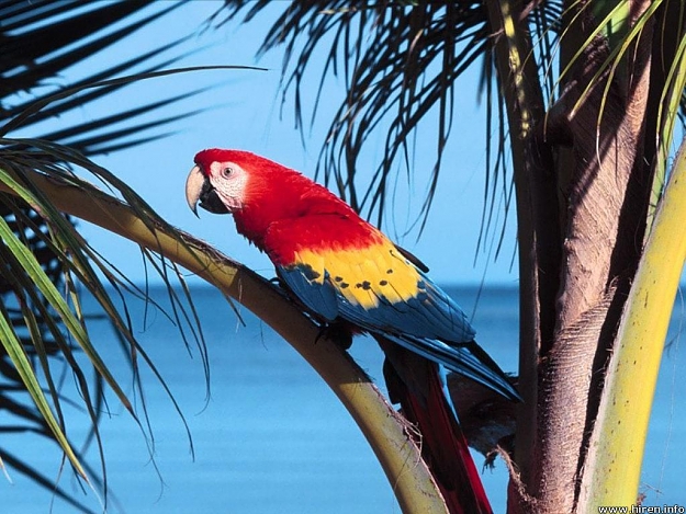 Click to Enlarge

Name: parrot-5.jpg
Size: 144 KB