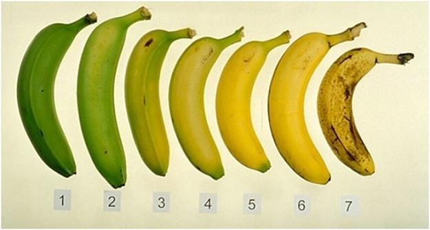 Click to Enlarge

Name: which-of-these-bananas.jpg
Size: 64 KB