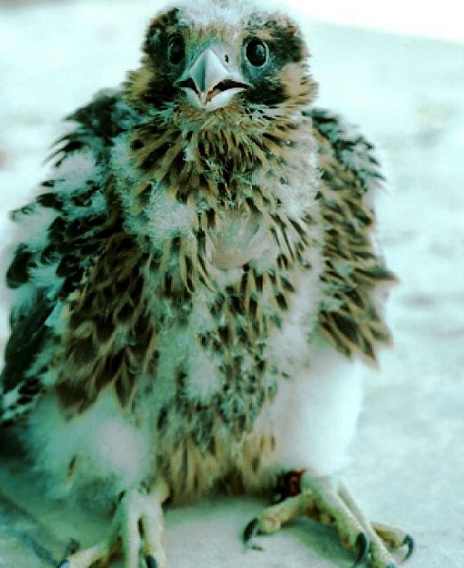 Click to Enlarge

Name: mi falcon.jpg
Size: 59 KB