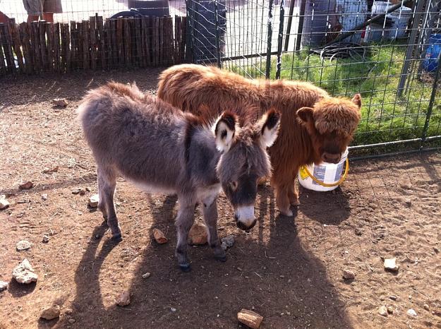 Click to Enlarge

Name: donkey_cow.jpg
Size: 254 KB