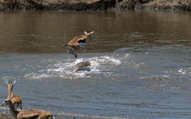 Click to Enlarge

Name: gazelle-croc-escape-mara-river-by-j-and-a-scott.jpg
Size: 122 KB