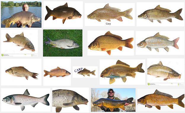 Click to Enlarge

Name: carps.png
Size: 1.1 MB