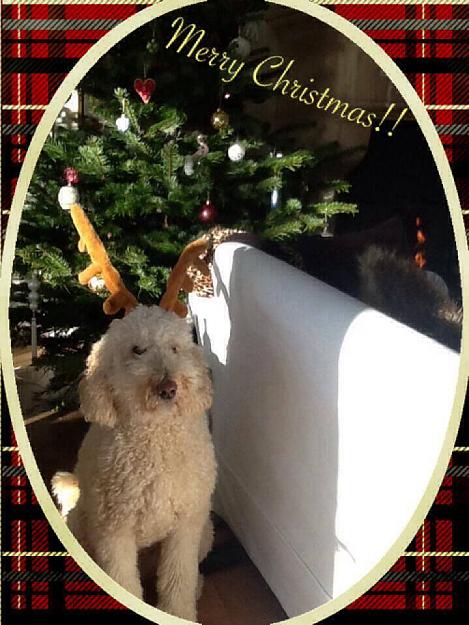Click to Enlarge

Name: Lady Christmas 2013.jpg
Size: 92 KB