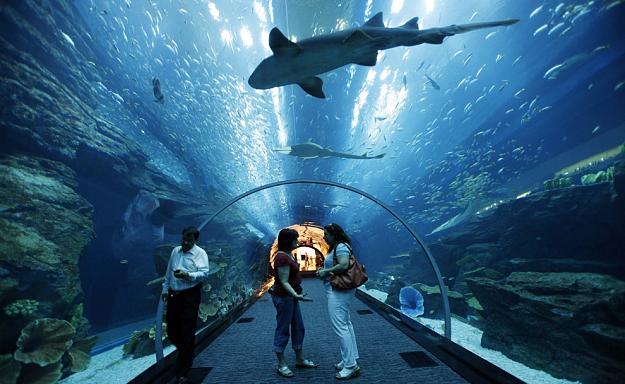 Click to Enlarge

Name: Dubai-Aquarium-Underwater-Zoo.jpg
Size: 178 KB