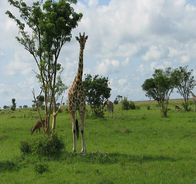 Click to Enlarge

Name: giraffedit.jpg
Size: 291 KB