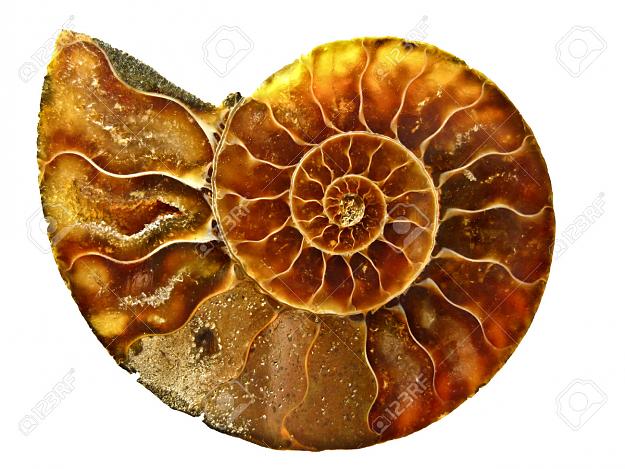 Click to Enlarge

Name: 28070666-Golden-spiral-texture-inside-ammonite-shell-with-fibonacci-spiral-Stock-Photo.jpg
Size: 263 KB