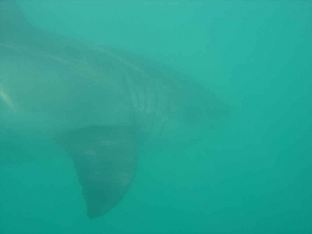 Click to Enlarge

Name: Gansbaai Cage Diving 005.JPG
Size: 20 KB