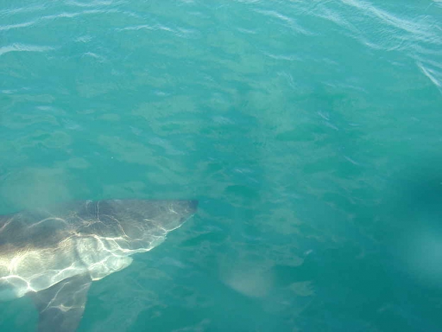 Click to Enlarge

Name: Gansbaai Cage Diving 033.JPG
Size: 34 KB