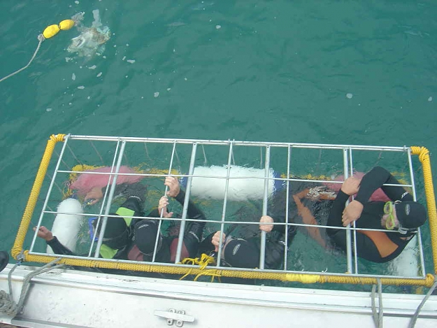 Click to Enlarge

Name: Gansbaai Cage Diving 037.JPG
Size: 62 KB