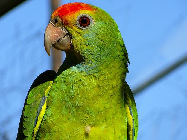 Click to Enlarge

Name: parrot9.jpg
Size: 1.1 MB