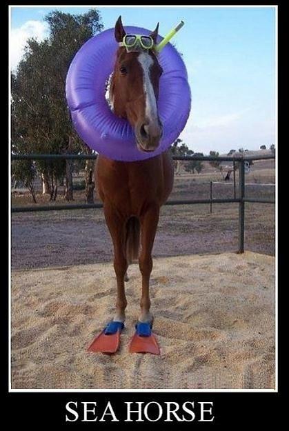 Click to Enlarge

Name: seahorse.JPG
Size: 94 KB