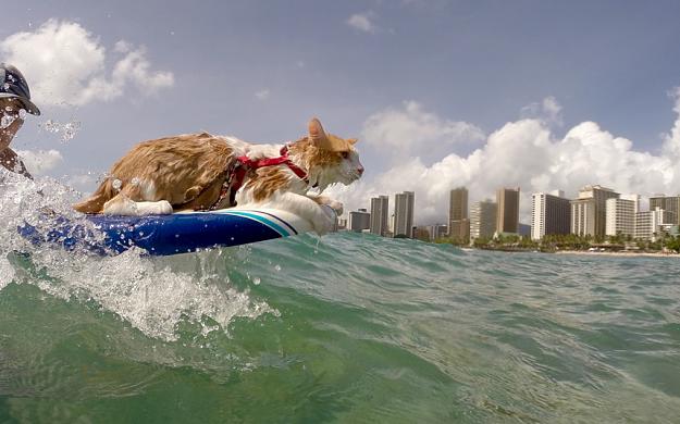 Click to Enlarge

Name: kuli-cat-surfing-w_3541369k.jpg
Size: 201 KB