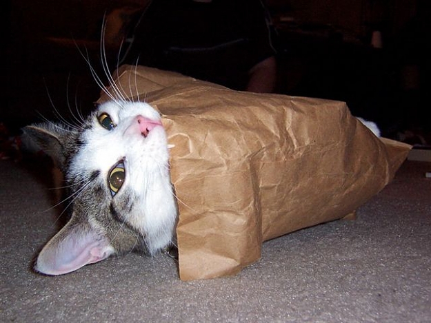 Click to Enlarge

Name: BAG LUNCH.jpg
Size: 57 KB