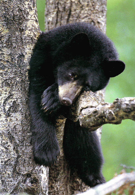 Click to Enlarge

Name: tired bear cub.gif
Size: 241 KB