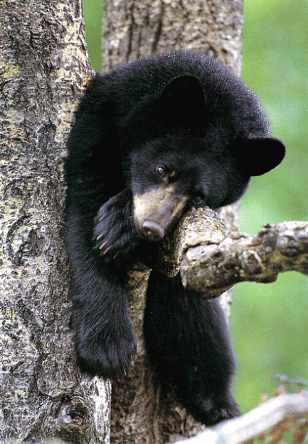 Click to Enlarge

Name: tired bear cub.gif
Size: 241 KB